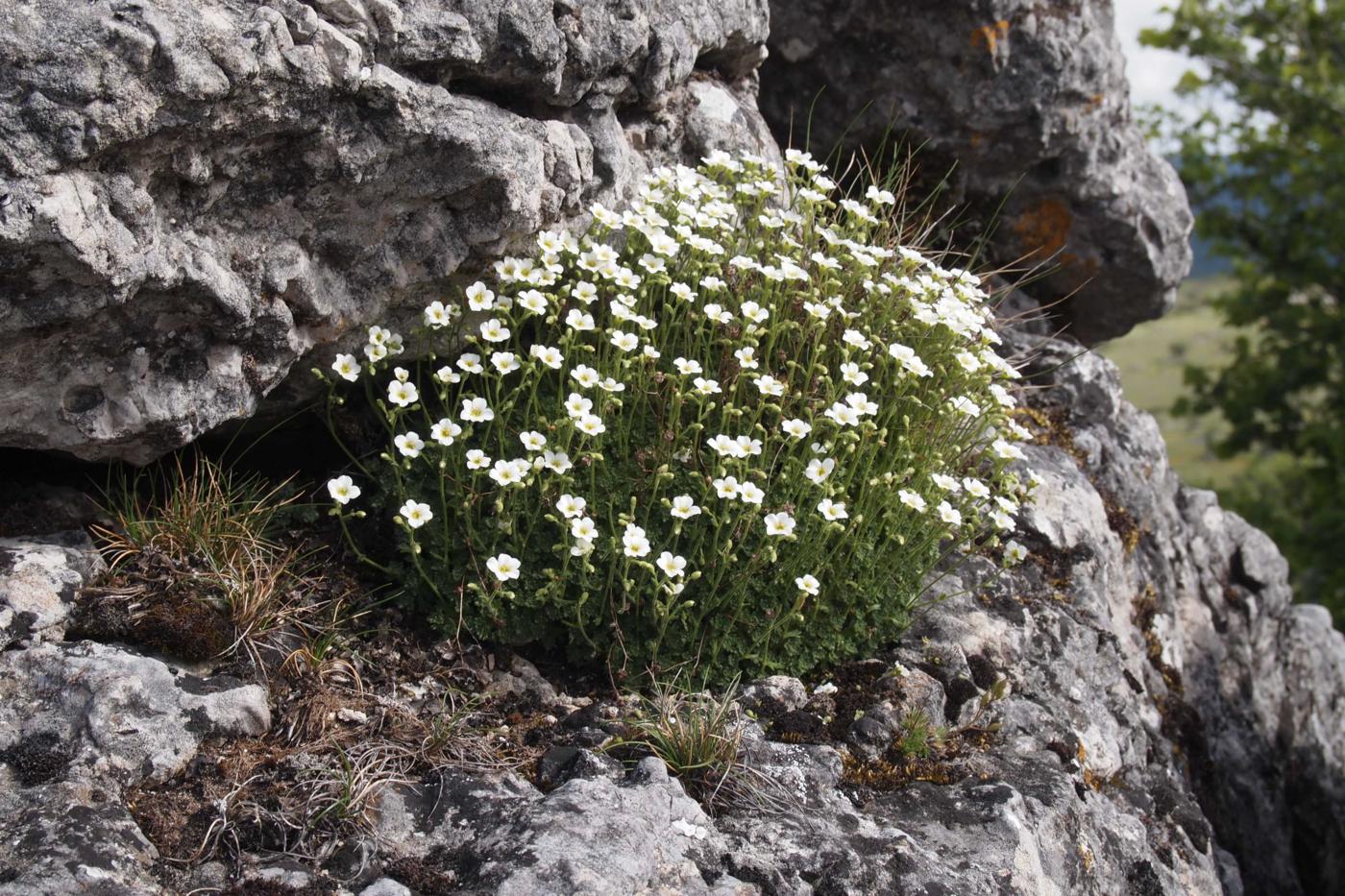 Saxifrage of the Cévennes plant